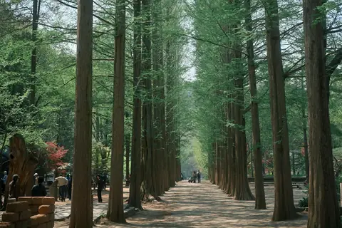 Laluan di antara deretan pokok hijau di Nami Island